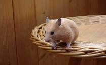 hamster-golden-animal-wood-brown-1052182.jpg