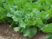 salad-cabbage-vegetables-farm-258979.jpg