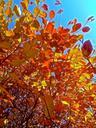 orange-yellow-bush-leaf-autumn-643875.jpg