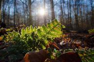 ferns-forest-sun-leaves-leaf-315357.jpg