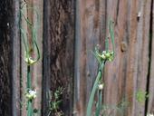 onion-plant-blooms-the-ovary-439794.jpg