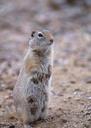 squirrel-ground-animals-fauna-387239.jpg