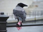 bird-berlin-glove-1398551.jpg