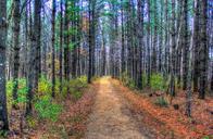 forest-woods-landscape-road-trail-656898.jpg