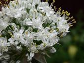 onion-flower-garden-vegetable-818406.jpg