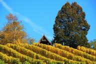 vineyard-autumn-wine-nature-336943.jpg