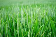 wheat-wheat-spike-wheat-field-1117269.jpg