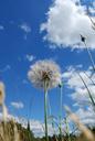 dandelion-weed-flora-blossom-seed-341720.jpg