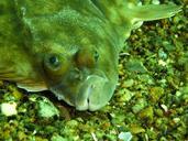 plaice-butter-fish-pholidae-fish-205276.jpg