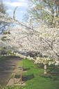 park-bench-nature-trees-vegetation-768705.jpg