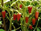 pepper-crop-paprika-pods-red-61720.jpg