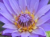 water-lily-pink-macro-aquatic-plant-556826.jpg