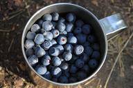 blueberry-berry-mug-834623.jpg