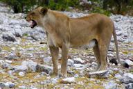 lioness-etosha-namibia-predator-84190.jpg