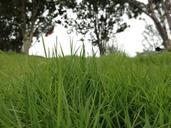 grassland-riverside-green-837252.jpg