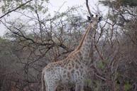 giraffe-trees-bush-wilderness-1003697.jpg