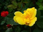 yellow-yellow-rose-rose-bright-1416516.jpg