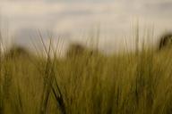 barley-barley-field-arable-778697.jpg