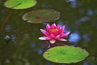 water-lily-water-pink-green-539327.jpg