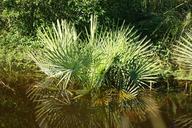 swamp-water-plant-paraguay-184747.jpg