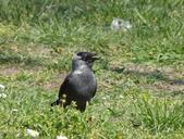 raven-bird-black-crow-nature-771620.jpg