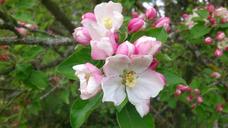 apple-blossom-spring-apple-tree-483599.jpg