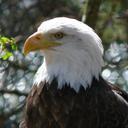 bald-eagle-bird-adult-perched-570388.jpg