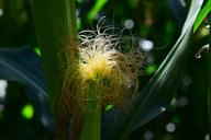 corn-corn-on-the-cob-hair-plant-882203.jpg