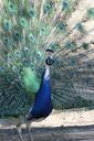 peacock-bird-nature-animals-animal-455439.jpg