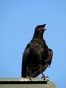 raven-bird-heat-summer-169388.jpg