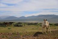 donkey-white-donkey-desert-960104.jpg