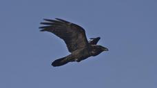 raven-flying-black-blue-animal-1202328.jpg