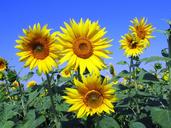 sunflowers-sunflower-yellow-petal-268015.jpg