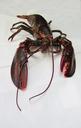 lobster-maine-lobster-seafood-food-750841.jpg