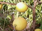 Lemons fruit on tree.jpg