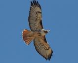 red-tailed-hawk-bird-raptor-1712098.jpg