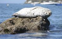 seal-sleeping-rock-ocean-wildlife-890642.jpg