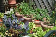 kitchen-garden-self-cultivation-food-255404.jpg