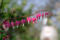 pink-hearts-flowers-heart-flower-1373374.jpg