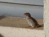 sparrow-bird-little-bird-fly-510766.jpg