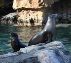 california-sealions-seals-58466.jpg