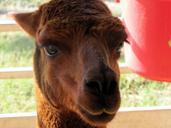 camel-head-face-petting-zoo-mammal-61184.jpg