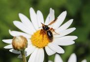 bees-honey-flower-pollination-596271.jpg