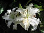 lilies-asian-lilies-bloom-white-539750.jpg