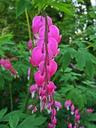 bleeding-hearts-flowers-spring-pink-1391320.jpg