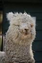 alpaca-animal-nature-netherlands-1548678.jpg