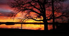 sunsets-silhouettes-trees-black-271814.jpg