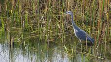 heron-grey-heron-bird-hunter-fish-941714.jpg