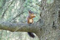 squirrel-animal-wild-nature-667552.jpg