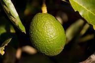 hass-avocado-avocado-fruit-tree-415546.jpg